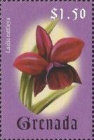 Sophorocattleya