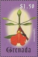 Epidendrum