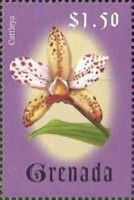 Cattleya