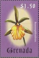 Brassoepidendrum