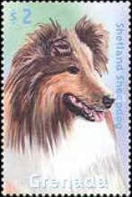 Shetland Sheepdog