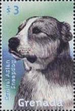 Central Asian Sheepdog