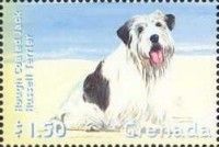Rough-coated Jack Russell Terrier