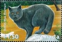 British Blue Shorthair