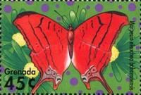 Caribbean Daggerwing (Marpesia eleuchea bahamaensis)