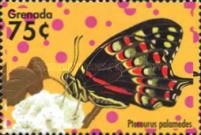 Palamedes Swallowtail (Pterourus palamedes)