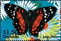Anartia amathea