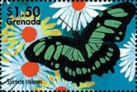 Malachite (Siproeta stelenes)