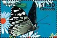 Variable cracker (Hamadryas feronia)