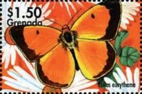 Colias eurytheme