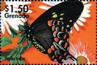 Spicebush swallowtail (Papilio troilus)