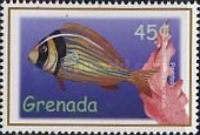 Porkfish (Anisotremus virginicus)