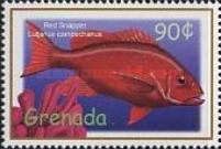Red snapper (Lutjanus campechanus)