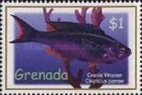 Creole wrasse (Clepticus parrae)