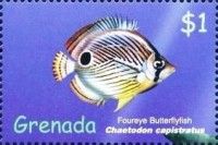 Foureye Butterflyfish (Chaetodon capistratus)