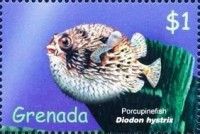 Porcupinefish (Diodon hystrix)