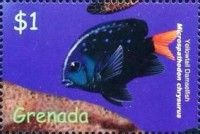 Yellowtail damselfish (Microspathodon chrysurus)