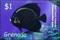 Adult French angelfish (Pomacanthus paru)