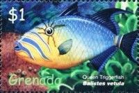 Queen triggerfish (Balistes vetula)