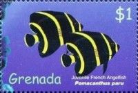 Juvenile French angelfish (Pomacanthus paru)
