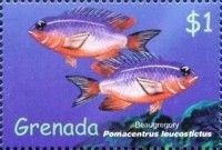 Beaugregory (Pomacentrus leucostictus)