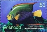 Queen angelfish (Holacanthus ciliaris)