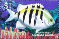 Sergeant major (Abudefduf saxatilis)