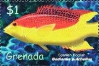 Spanish hogfish (Bodianus pulchellus)