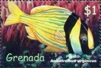Porkfish (Anisotremus virginicus)