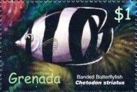 Banded butterflyfish (Chetodon striatus)