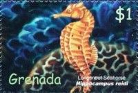 Longsnout seahorse (Hippocampus reidi)