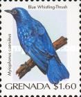 Blue Whistling-thrush (Myophonus caeruleus)