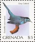 Grey Catbird (Dumetella carolinensis)