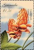 Candlebush (Cassia alata)