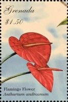 Flamingo Flower (Anthurium andraeanum)