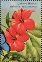 Chinese Hibiscus (Hibiscus rosa-sinensis)
