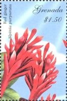 Red Ginger (Alpinia purpurata)