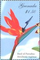 Bird of Paradise (Strelitzia reginae)