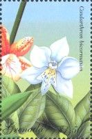 Caularthron bicornutum