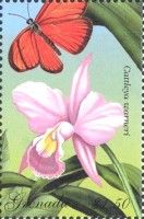 Cattleya warneri