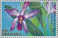 Laelia anceps
