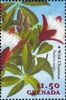 Wild Chestnut (Pachira insignis)