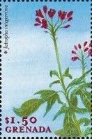 Jatropha integerrima