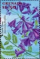 Fern Tree (Jacaranda filicifolia)