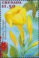 Golden Trumpet (Anlamanda cathartica)