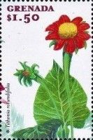 Tithonia rotundifolia