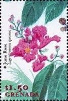June Rose (Lagerstroemia speciosa)