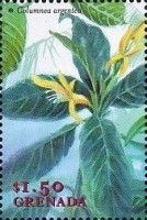 Columnea argentea