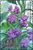 Chameleon Plant (Brunfelsia calycina)