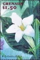Portlandia albiflora